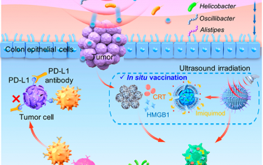 ACS Nano：口服納米藥物可產生原位疫苗接種效應以對抗結直腸癌
