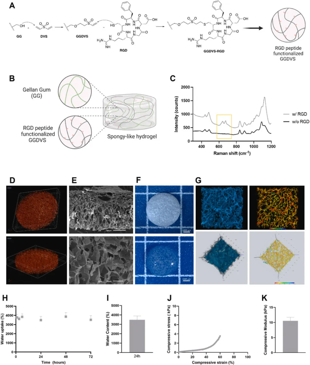 Bioactive Materials：預血管化海綿狀水凝膠在長時間低溫儲存后保持其血管生成潛力