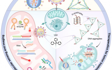Angew綜述：靶向線粒體的DNA納米技術用于亞細胞分子成像和治療