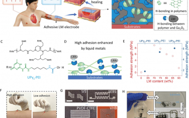 AFM：用于多功能表皮生物電子學的液態金屬增強高粘附性電極