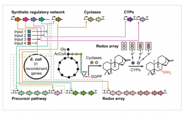 Nature Catalysis：氧化還原能力強的大腸桿菌篩選萜類化合物和修飾細胞色素P450s