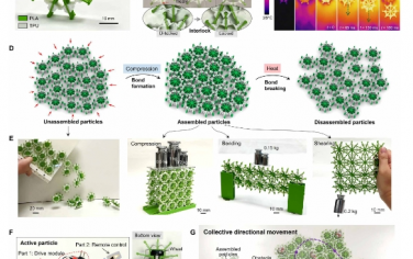 Science Advances：具有動態鍵重構的顆粒超材料
