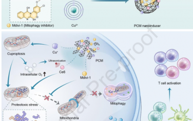 Biomaterials：銅死亡納米誘導(dǎo)劑驅(qū)動(dòng)的蛋白毒性應(yīng)激可激活mtDNA-cGAS-STING信號(hào)以增強(qiáng)免疫治療