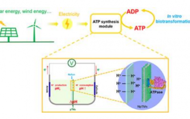 中科院天津工業生物技術研究所Angew：電化學驅動類囊膜實現體外合成ATP