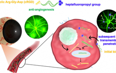 ACS Nano：直接胞內遞送siRNA偶聯物以實現對脈絡膜新生血管的抗血管生成治療
