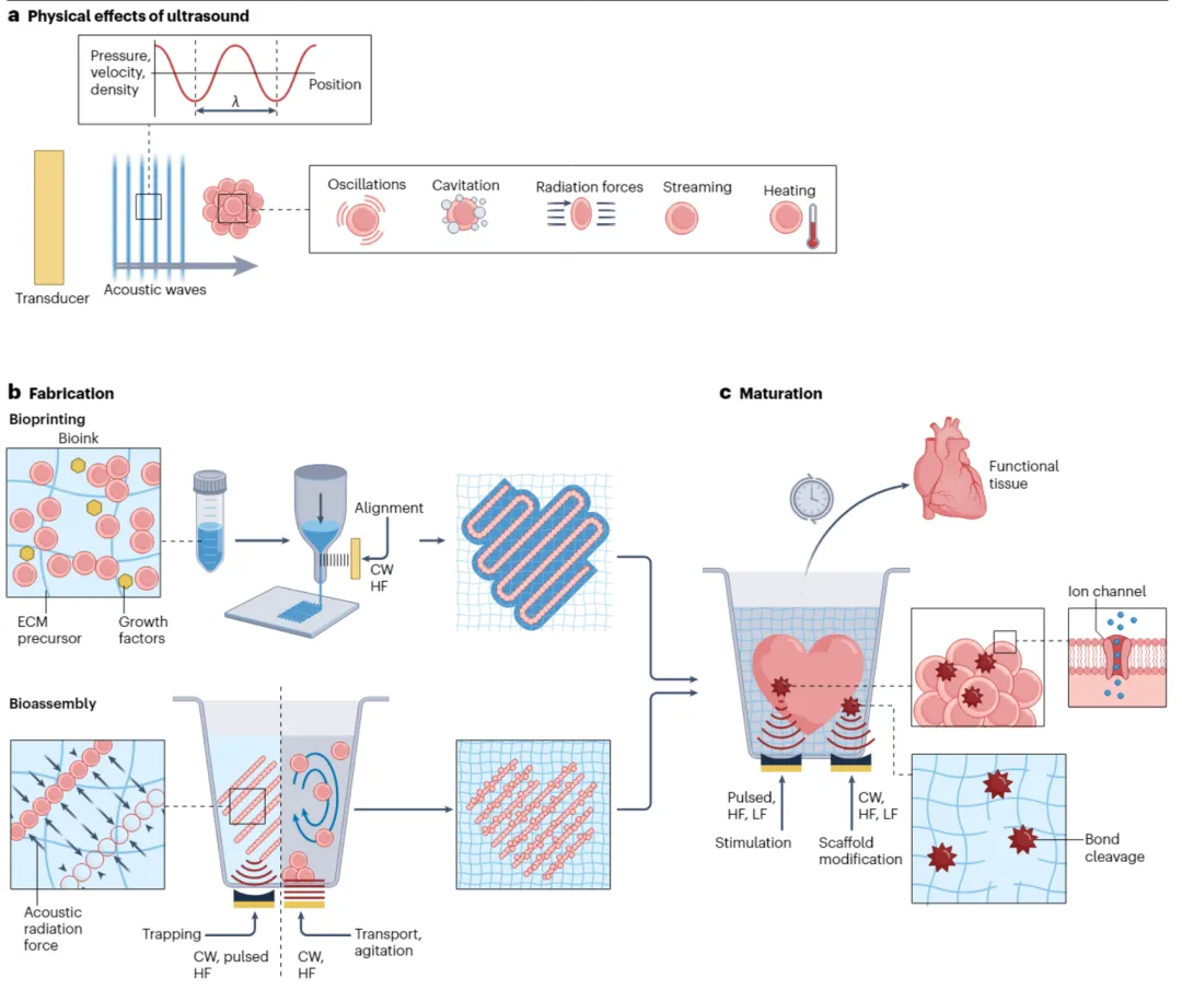 Nature Reviews Bioengineering：超聲輔助組織工程