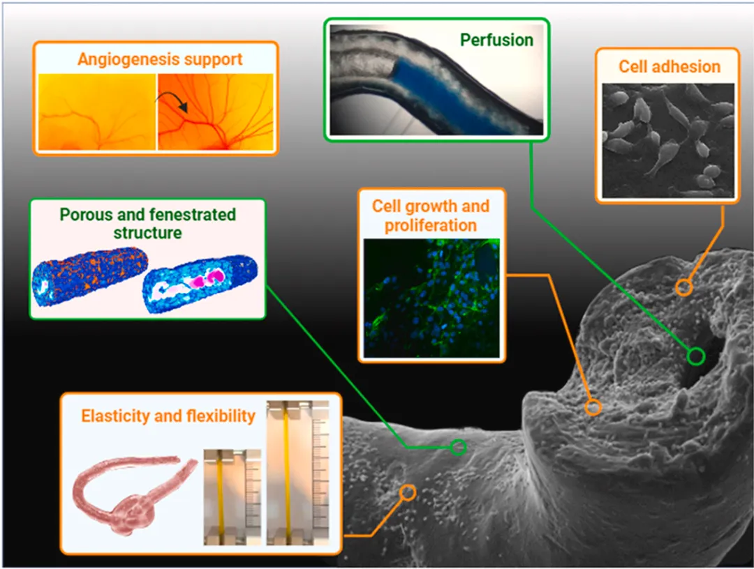Bioactive Materials：先進的PEG酪胺生物材料墨水，通過同軸打印實現可灌注和柔性小直徑血管結構的精確工程