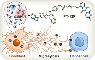 JACS：靶向G3BP1/2的PROTAC可破壞應(yīng)激顆粒依賴性ATF4遷移性胞吐以實(shí)現(xiàn)癌癥治療
