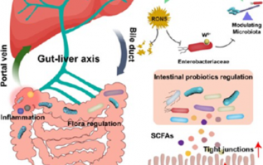 ACS Nano：益生菌遞送可通過腸-肝軸編輯腸道微生物群以緩解結腸炎和維持肝臟穩態