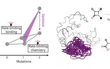 Nature Catalysis：異位顯性是由于酶進化改變決速步驟導致