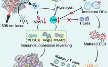 ACS Nano：MnO2輔助的光合細(xì)菌可干擾腺苷-A2AR代謝通路以增強(qiáng)腫瘤光熱免疫治療