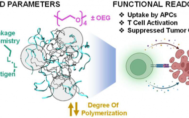 JACS：蛋白質模擬聚合物可觸發有效的抗原特異性T細胞應答以限制腫瘤生長