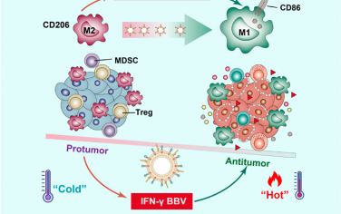 ACS Nano：工程細菌仿生囊泡可重編程TAMs和重塑TME以促進先天和適應性抗腫瘤免疫應答