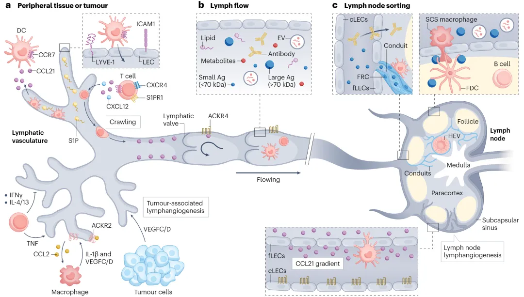  Nature Reviews Cancer：癌癥免疫治療時代的淋巴管