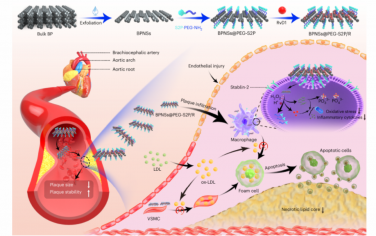 Nature Nanotechnology：應用抗氧化黑磷納米片向病變巨噬細胞遞送Resolvin D1以治療動脈粥樣硬化