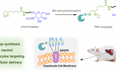 JACS：N-乙酰化半乳糖胺功能化的聚二硫化物偶聯物用于實現具有器官/細胞選擇性的生物制劑胞內遞送