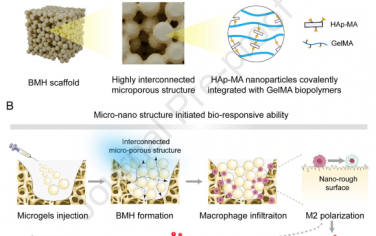 Biomaterials：具有結構驅動的生物響應性的可注射納米復合水凝膠用于實現高效的骨再生