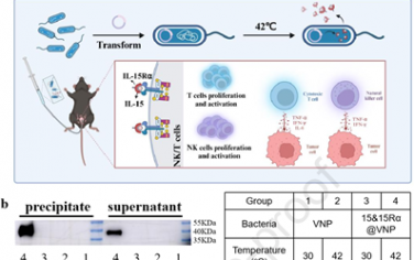 Biomaterials：表達IL-15和15Rα的工程化VNP20009可增強抗腫瘤免疫以用于膀胱癌治療