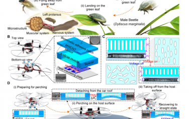 Science Advances：用于棲息和起飛機器人的電活性智能膠粘劑