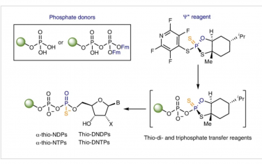 Nature Chemistry：核苷二磷酸和三磷酸硫代異山梨醇的立體控制獲取
