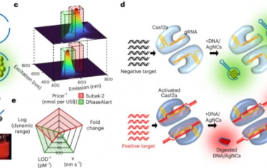Nature Nanotechnology：一種在核酸酶消化時改變熒光顏色的非FRET DNA報告子