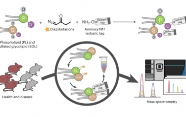 Nature Chemistry：重氮丁酮輔助的磷脂和硫酸化糖脂的等壓標(biāo)記能夠使用串聯(lián)質(zhì)譜實(shí)現(xiàn)多重定量脂質(zhì)組學(xué)