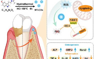 ACS Nano：褪黑素衍生的碳點可通過Nrf2/HO?1途徑清除自由基以有效治療牙周炎