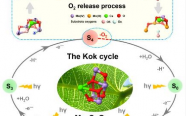 西湖大學(xué)孫立成院士Angew：量子計(jì)算研究自然界水氧化反應(yīng)釋放O2的機(jī)理