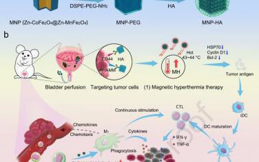 Biomaterials：利用溫和磁熱療法激活原發(fā)性膀胱癌的免疫反應