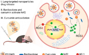 Nano Lett：具有抗氧化和Nrf2激活特性的仿生肺靶向納米粒子用于治療缺血/再灌注誘導的急性肺損傷