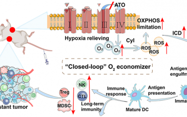 ACS Nano：“閉環”省氧器誘導的原位治療性疫苗可對抗乏氧腫瘤