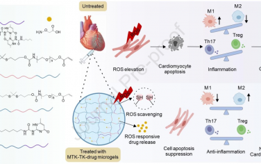 Biomaterials：能夠實現ROS響應性釋藥的可注射微凝膠用于改善心肌梗死