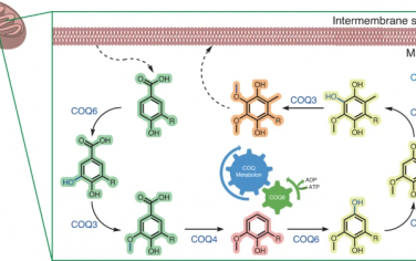 Nature Catalysis：體外構(gòu)筑COQ代謝過程揭示輔酶Q的重要作用