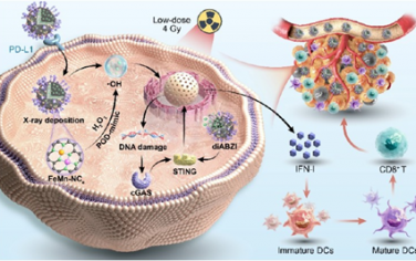 ACS Nano：增強FeMn-NCe雙原子放射增敏納米酶的類過氧化物酶活性以改善放射動力-免疫治療
