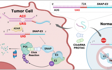 JACS：ClickRNA-PROTAC用于實現腫瘤選擇性蛋白降解和癌癥靶向治療
