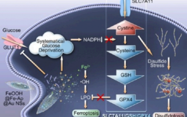 ACS Nano：靶向SLC7A11/GSH/GPX4抗氧化軸的系統性葡萄糖剝奪可同步誘發雙硫死亡和鐵死亡