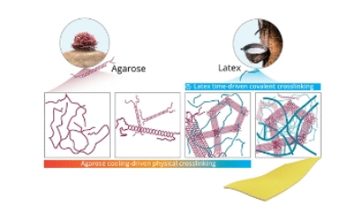 ACS Nano：可持續(xù)分子篩分的生物基互穿聚合物網(wǎng)絡(luò)膜