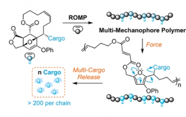 JACS：用于機械觸發小分子釋放的多機械載體聚合物，具有超高有效負載能力