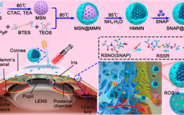 ACS Nano：可清除過氧亞硝酸鹽的有機二氧化硅納米藥物用于光控NO釋放和精準按需的青光眼治療