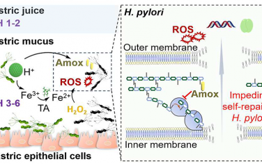 Nano Lett：抗生素強(qiáng)化的化學(xué)動力學(xué)療法可在動態(tài)胃環(huán)境中治療幽門螺桿菌感染