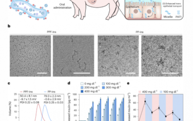 Nature Nanotechnology：一種口服葡萄糖反應性聚合物復合物用于在小鼠和豬體內高效安全地輸送胰島素