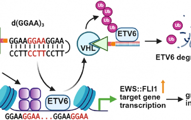 JACS：(GGAA)3基TF-PROTACs可靶向降解ETV6以抑制尤文氏肉瘤生長