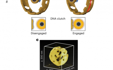 Nature Nanotechnology：一種帶有DNA離合器的磁力納米電機