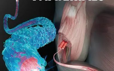 AFM：利用干細胞命運調控生物材料開發肌肉連接組織層狀肌纖維