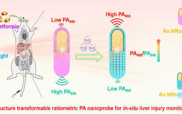 Nano Lett：可激活結構轉換的比率光聲納米探針用于實時動態監測體內H2S
