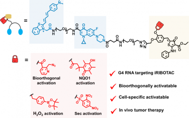 JACS：通過誘導型核糖核酸酶靶向嵌合體實現G-四鏈體mRNA沉默以用于精準腫瘤治療