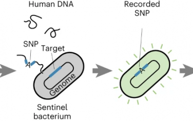 Nature Chemical Biology：哨兵細胞被編程為對包括人類序列在內的環境DNA做出反應