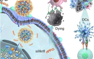 JACS：核靶向脂質(zhì)PtIV前藥兩親物能夠與siRNA相協(xié)同以實現(xiàn)增強的癌癥免疫化學治療