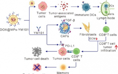 ACS Nano：響應(yīng)pH的雙特異性抗體遞送可調(diào)節(jié)癌癥相關(guān)成纖維細(xì)胞和腫瘤細(xì)胞以增強(qiáng)化學(xué)-免疫協(xié)同治療