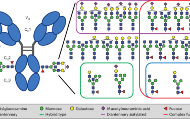 Nature Protocols：GlYcoLISA：基于LC–MS讀數的免疫吸附測定的抗原特異性和亞類特異性IgG Fc糖基化分析